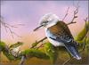 Eric Shepherd - Australian Birds 2007 - Blue-Winged Kookaburra
