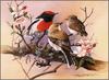 Eric Shepherd - Australian Birds 2007 - Red-Capped Robins