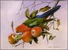 Eric Shepherd - Australian Birds 2007 - King Parrot