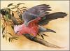 Eric Shepherd - Australian Birds 2007 - Galah