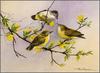 Eric Shepherd - Australian Birds 2007 - Thornbills