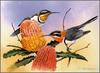 Eric Shepherd - Australian Birds 2007 - Western Spinebills