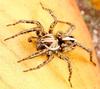 Wolf spider