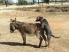 Donkey and Dog