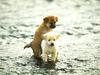 Tiny friends