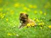 Tiny friends