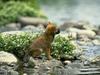 Tiny friends