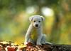 Tiny friends