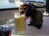 beer ferret