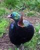 Himalayan Monal Pheasant