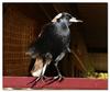 Australian Magpie 2