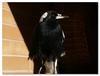 Australian Magpie 3