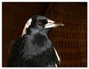 Australian Magpie 4