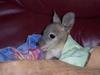 Baby 'roo 2