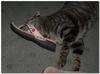 shoe fetish 3