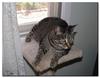 Pandora's perch 1
