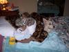 A bed full of babies 1
