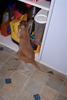 Cupboard rat (2 pics)