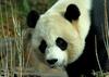 Giant Panda (Ailuropoda melanoleuca)18762