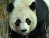 Giant Panda (Ailuropoda melanoleuca)18763