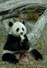 Giant Panda (Ailuropoda melanoleuca)18764