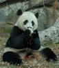 Giant Panda (Ailuropoda melanoleuca)18765