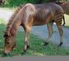 Striped Horse