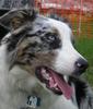 look a like my dog