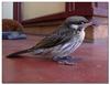 Poor bird 1