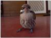 Poor bird 2