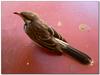 Poor bird 4