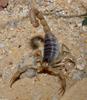Desert Scorpion (Hadrurus arizonensis)2