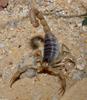 Desert Scorpion (Hadrurus arizonensis)2