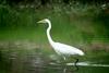 Egretta alba modesta (Large Egret)