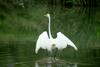 Egretta alba modesta (Large Egret)