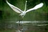 Egretta alba modesta (Large Egret)