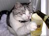 Beer Cat