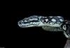 Coastal Carpet Python (Morelia Spilota McDowelli)021