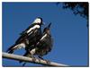 Australian Magpie lunch