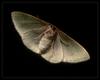 moth 1