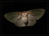 moth 3