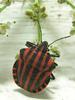 Graphosoma rubrolineatum - Stink bug