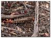 grasshopper camouflage 2