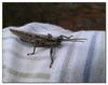 grasshopper camouflage 3