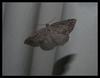 grey moth