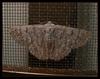 frontlit moth
