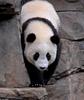 Giant Panda (Ailuropoda melanoleuca)