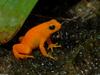 Golden Mantella (Mantella aurantiaca)004