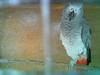 african grey parrot