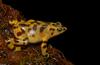 Panamanian Golden Frog (Atelopus zeteki)